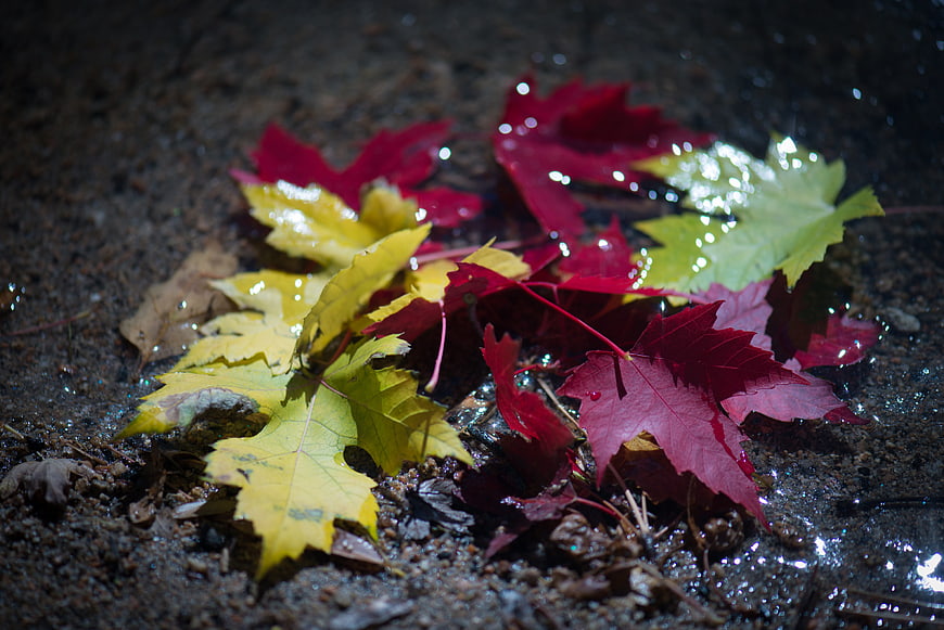 Wet autumn maple leaves on dark ground