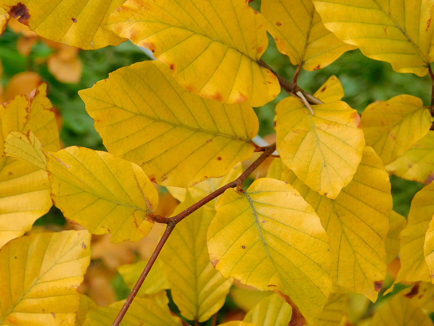 Close-up of vibrant yellow beech leaves in autumn