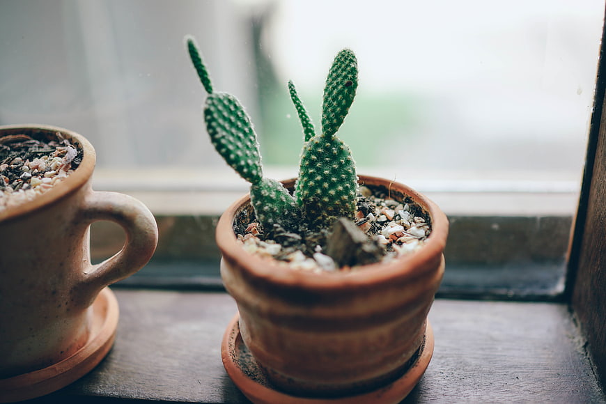 Small potted cactus on a wooden windowsill
