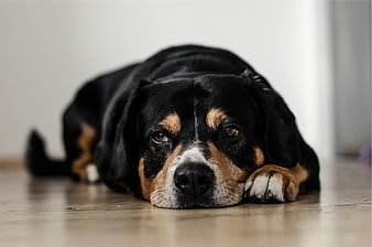 Sad Black and Tan Dog Lying on Wooden Floor