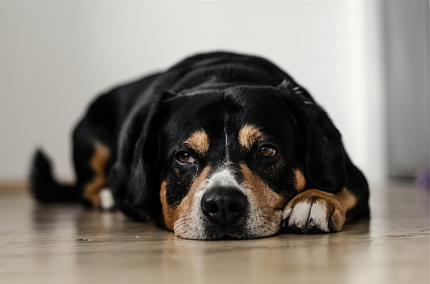 Sad Black and Tan Dog Lying on Wooden Floor