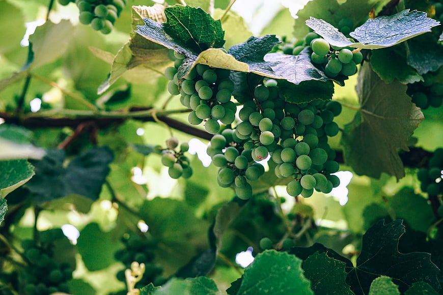 Fresh Green Grapes Hanging on Vine in Sunlit Vineyard