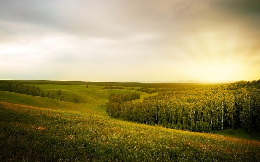 Golden Hour Rolling Hills Landscape With Forest And Open Fields