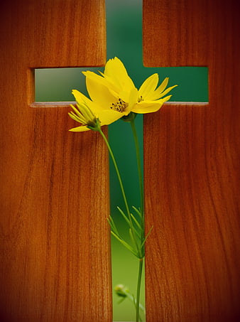 Yellow Cosmos Flower Growing Through Wooden Cross Slats