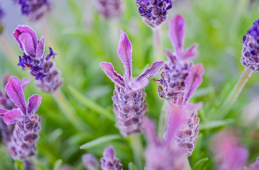 Close-up of purple lavender flowers with green background