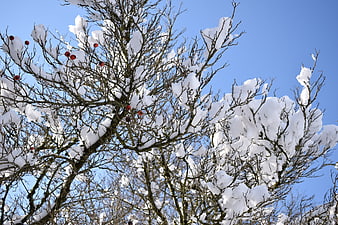 Snow-covered tree branches with red berries against blue sky