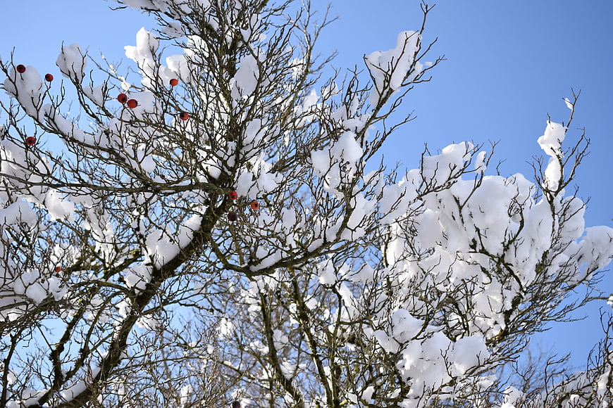 Snow-covered tree branches with red berries against blue sky