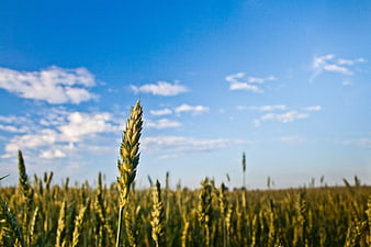 Close-up of green wheat stalk in field under blue sky