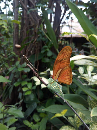 Orange Butterfly Perched on Green Leaf in Garden