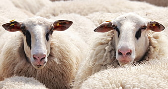Close-up of two sheep with black eye markings in a flock
