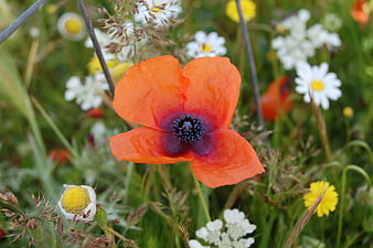 Vibrant Orange Poppy in Wildflower Meadow