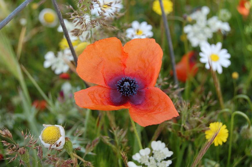 Vibrant Orange Poppy in Wildflower Meadow