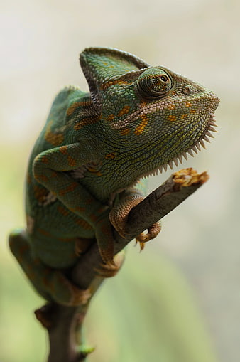 Close-up of a green veiled chameleon on a branch