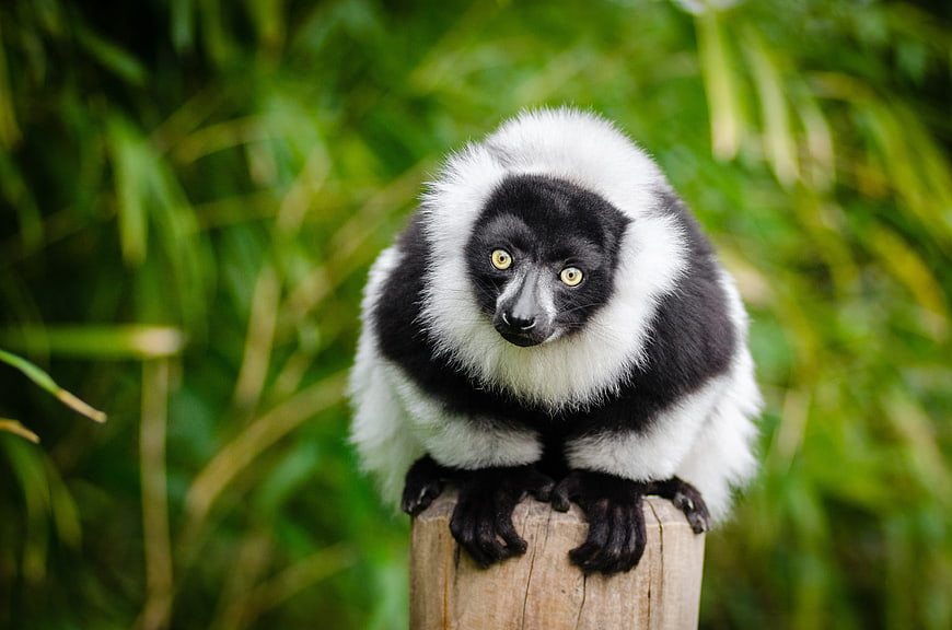 Cute Black and White Lemur Perched on Wooden Post