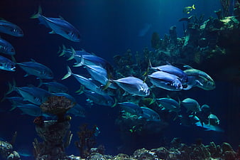 School of Fish Swimming in Deep Blue Underwater Environment