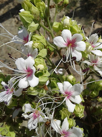 Close-up of White and Pink Spider Flowers with Green Buds