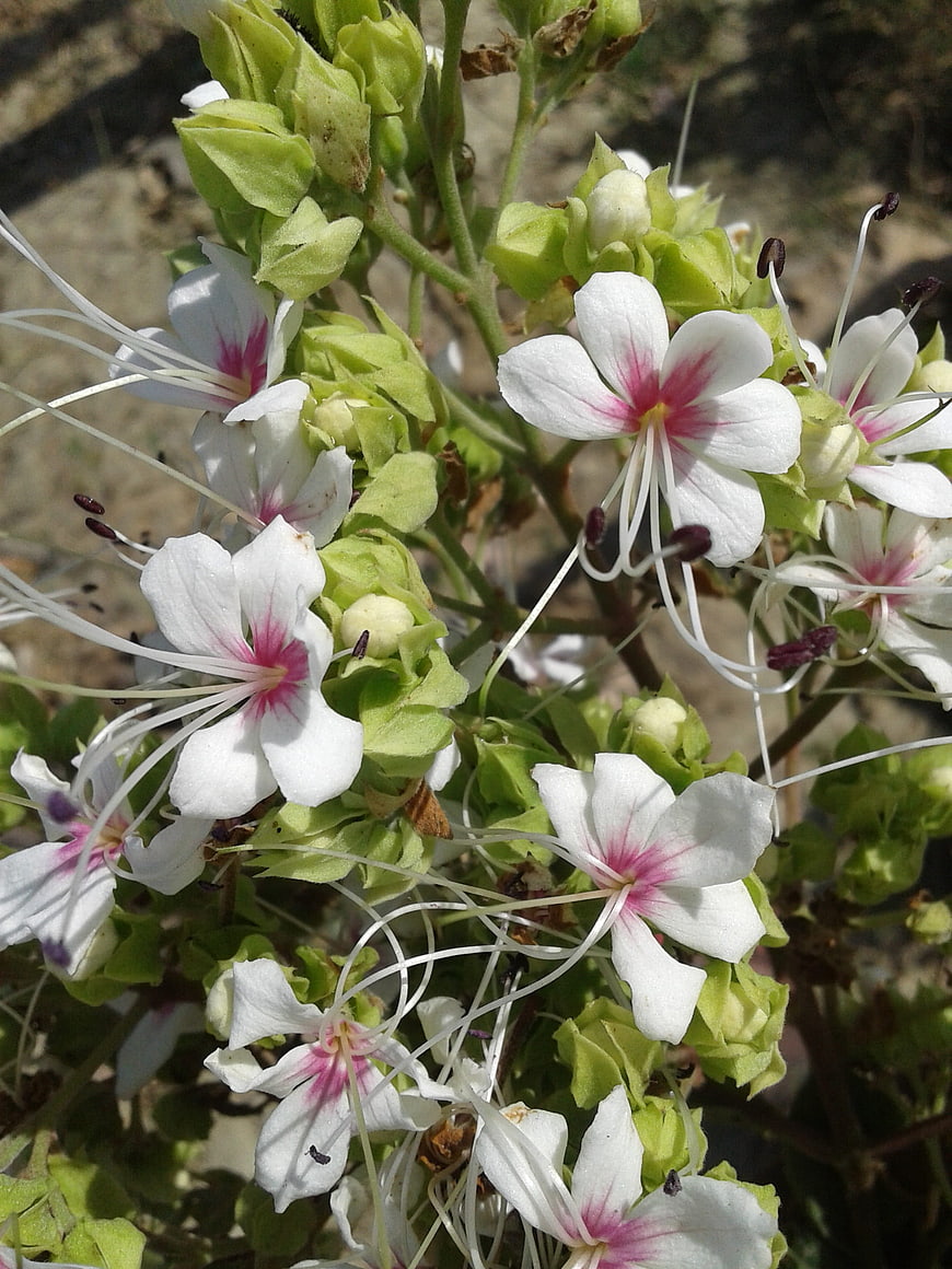 Close-up of White and Pink Spider Flowers with Green Buds