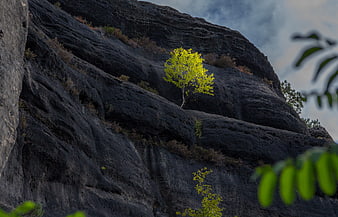 Lone Yellow Birch Tree Growing on Dark Sandstone Cliff Face