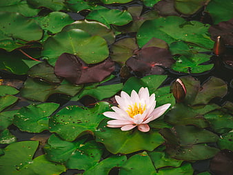 Pink Water Lily Bloom on Green Lily Pads