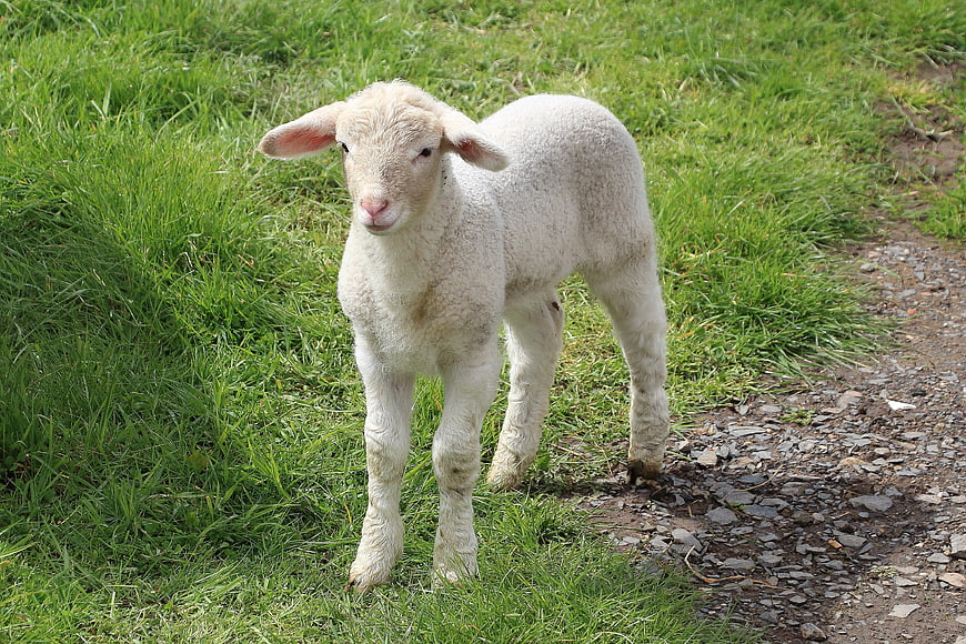 Cute White Lamb Standing In Green Meadow Pasture Spring