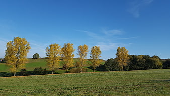 Golden autumn trees in rolling green countryside landscape