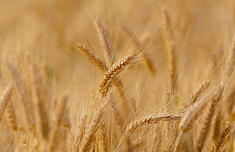 Close-up of golden wheat ears in a sunny field
