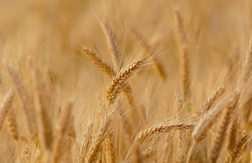 Close-up of golden wheat ears in a sunny field