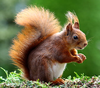 Red squirrel eating nut on mossy branch