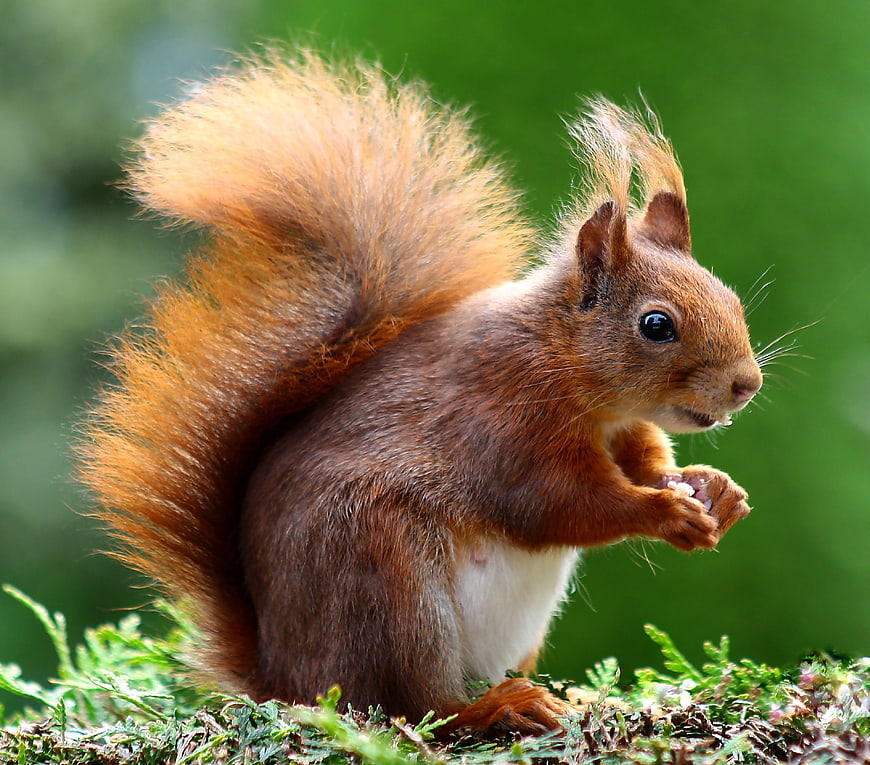 Red squirrel eating nut on mossy branch
