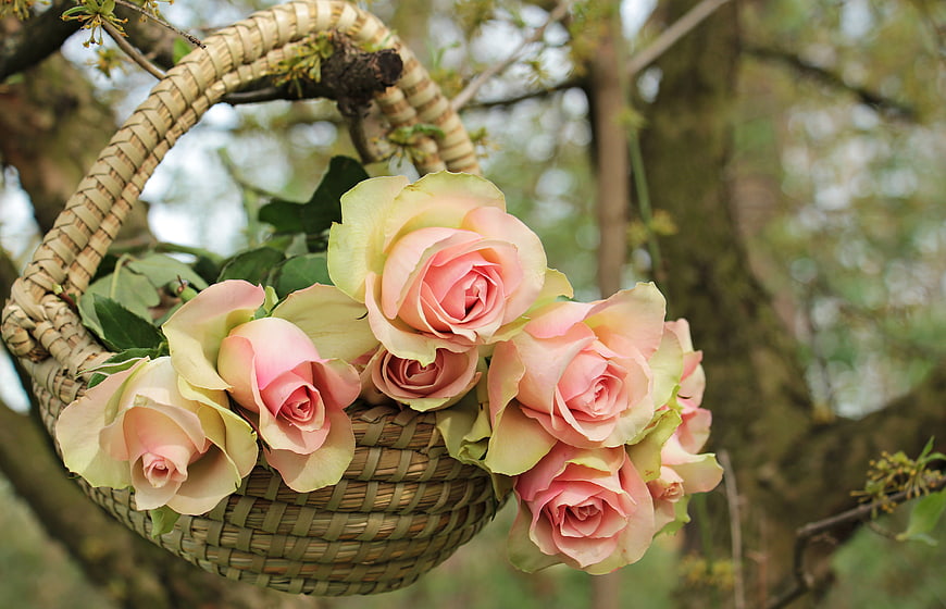 Wicker Basket of Pink and Cream Roses Hanging in Tree