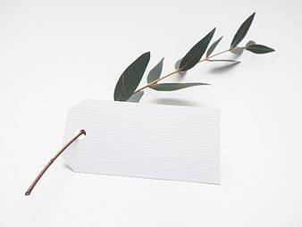 Blank white gift tag with eucalyptus branch on white background