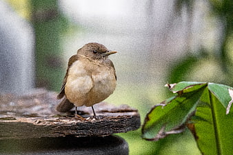 Small brown bird perched on wooden branch in nature