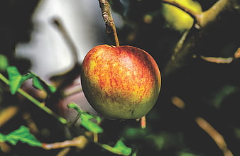 Ripe Red Apple Hanging On Tree Branch In Orchard