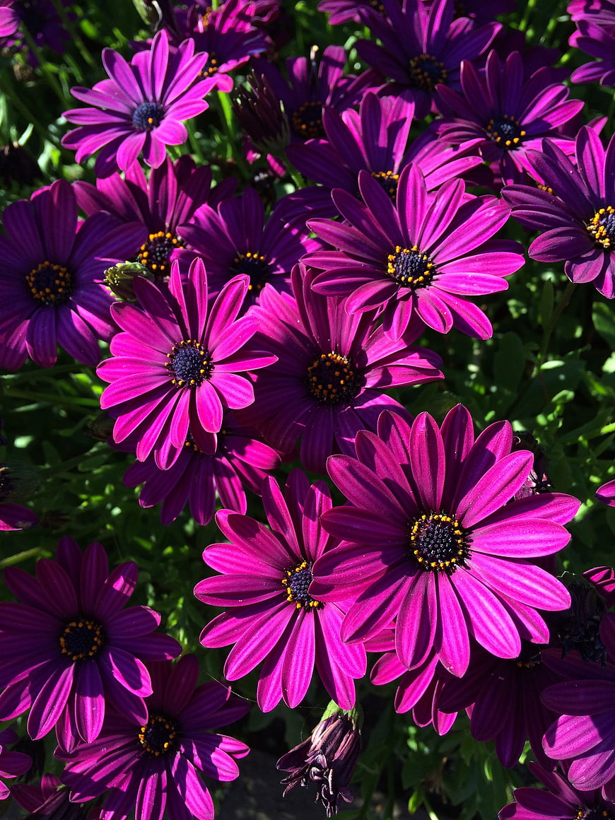 Vibrant Purple African Daisies in Sunlight