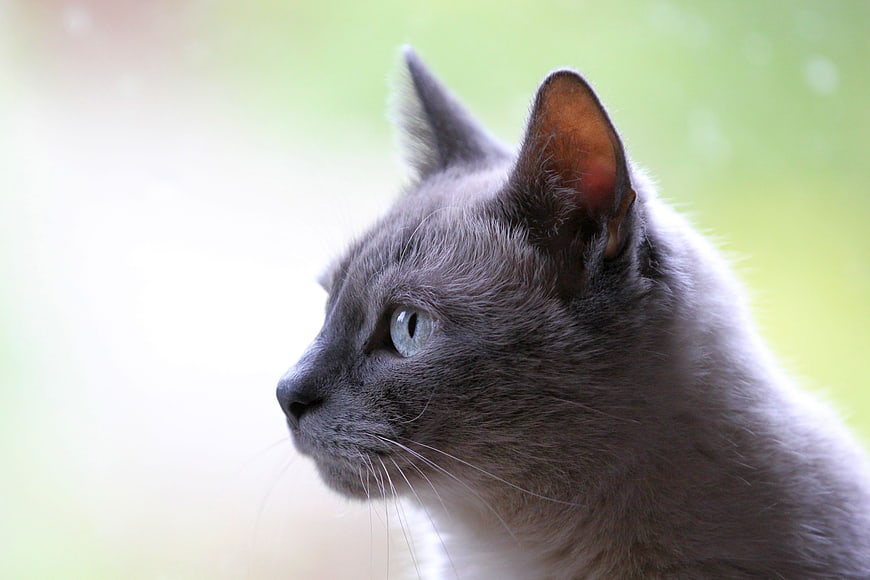 Close-up profile of a gray cat with blue eyes looking left