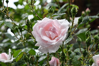 Close-up of a delicate pink rose with raindrops