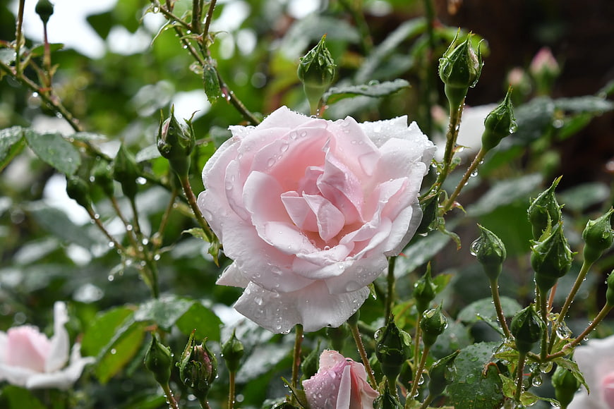 Close-up of a delicate pink rose with raindrops