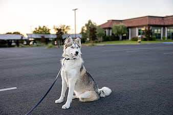 Siberian Husky Sitting on Leash in Parking Lot