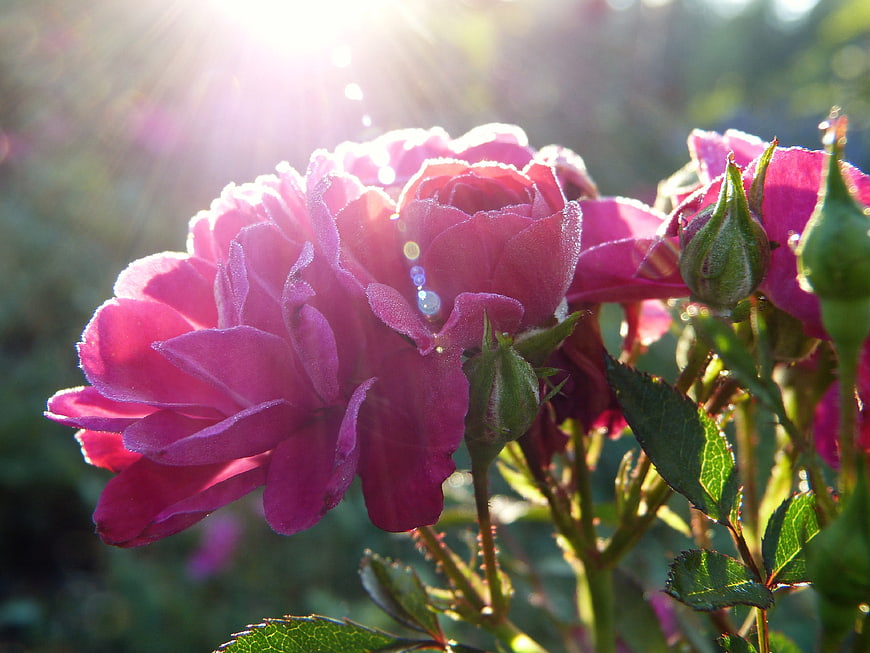 Pink Rose Blooming In Morning Sunlight With Dew