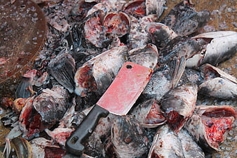 Gory pile of butchered fish heads with cleaver