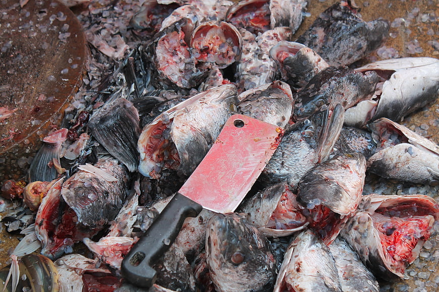 Gory pile of butchered fish heads with cleaver