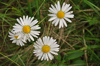 White Daisies Blooming in Green Summer Grass