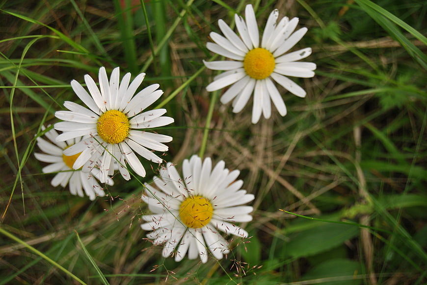 White Daisies Blooming in Green Summer Grass