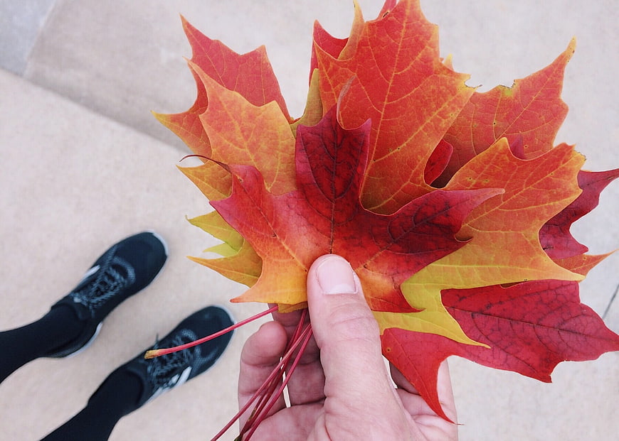 Hand holding vibrant red and orange autumn maple leaves
