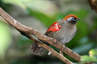 Red-winged Woodswallow perched on a branch in a forest