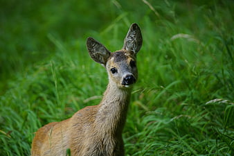 Young Roe Deer Portrait In Lush Green Grass