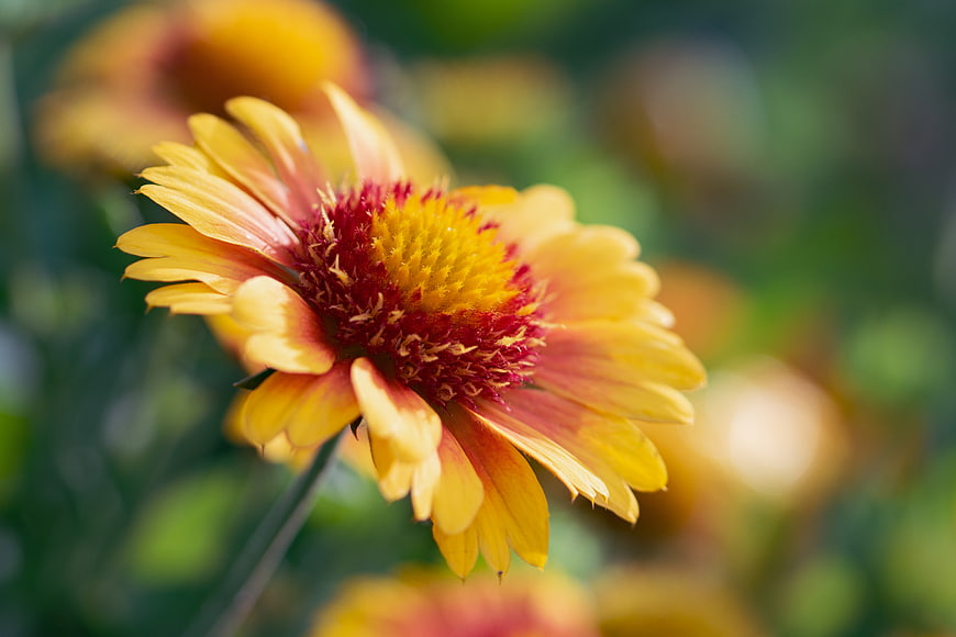 Close-up of a vibrant yellow and red Gaillardia flower in a garden