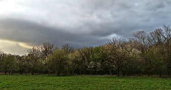 Dramatic Storm Clouds Over Blooming Orchard Landscape