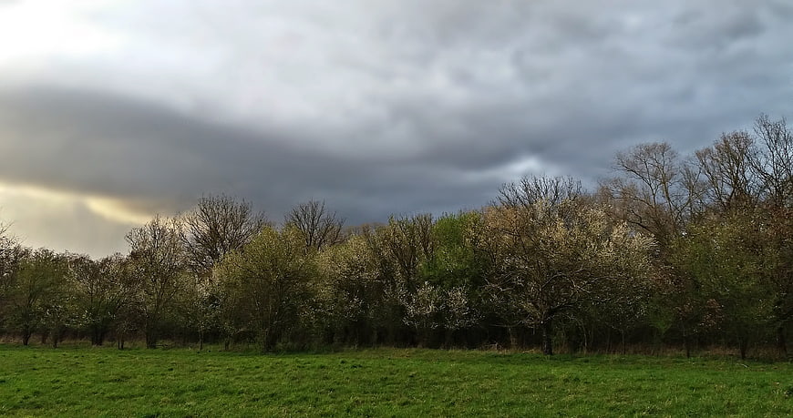 Dramatic Storm Clouds Over Blooming Orchard Landscape