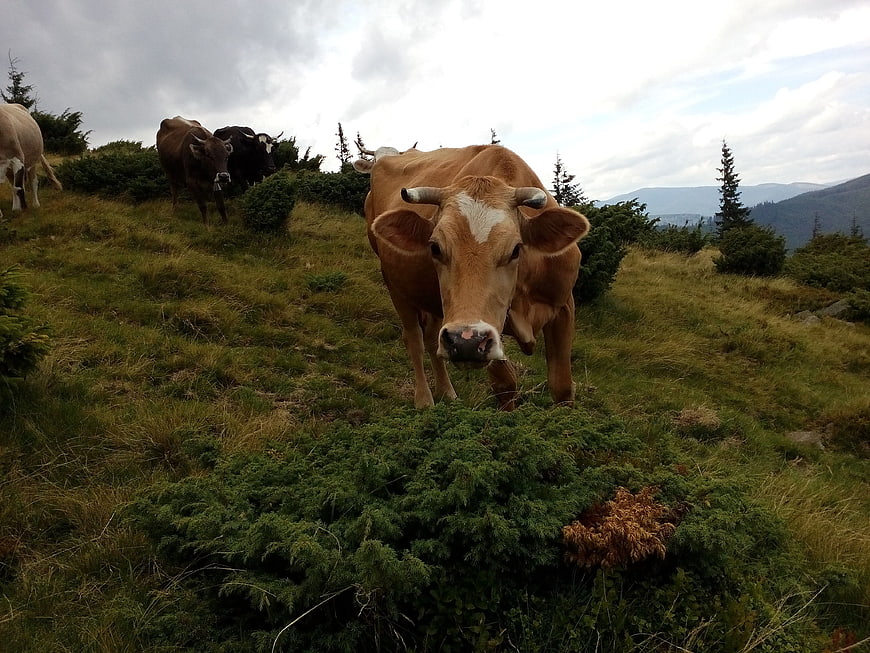 Curious brown cow grazing on mountain pasture